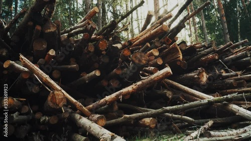 Old and rotten logs lie on the edge of the forest. The concept of cleaning the forest from rotting trees and dead wood, trees spoiled by beetle caroids photo