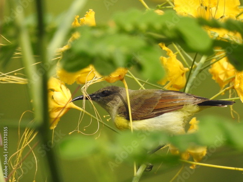 Hummingbird
