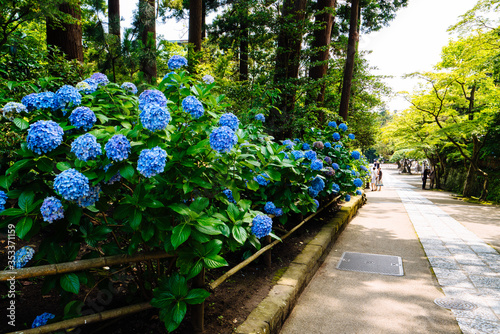 鎌倉 円覚寺の紫陽花