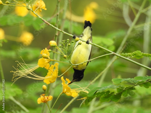 Hummingbird