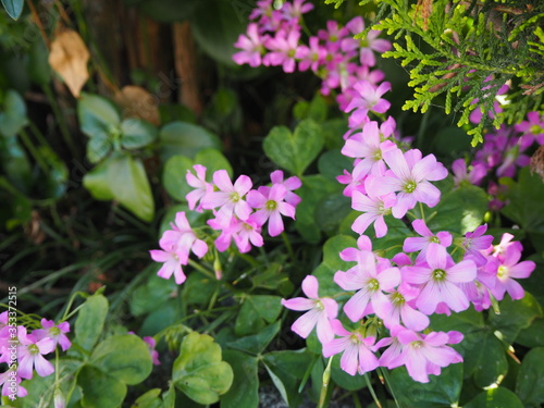 庭の片隅に咲いたムラサキカタバミの花