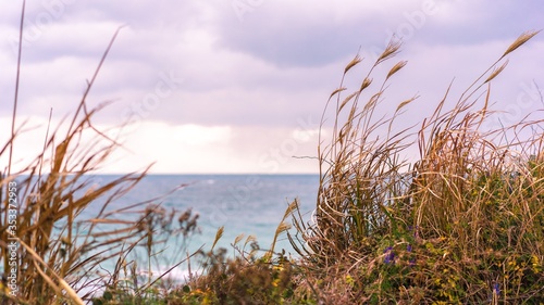 grass on the beach of the sea during the beautiful purple and pink sunset  the cloudy sky under the ocean  moody and dramatic landscape  rice and wheat on the beach