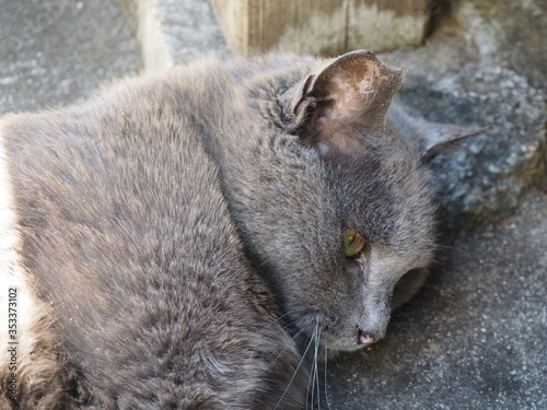 避妊去勢手術済の印として耳のカットが確認できるブリティッシュブルーの猫