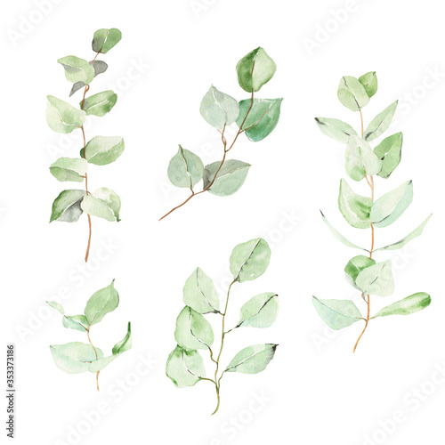 Watercolor eucalyptus clipart. Hand-painted foliage leaves clipart for wedding invitations and logo. Tropical  greenery  isolated