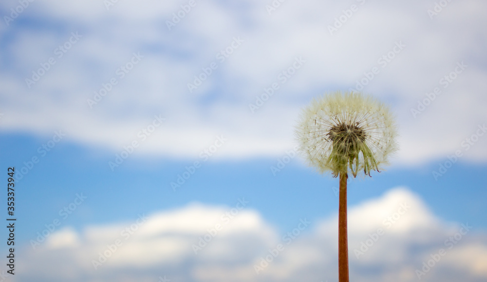 White dandelion against the blue sky. Peaceful nature. Beautiful background. Concept image. Copy space. White dandelion against the blue sky. Peaceful nature. Beautiful background. Concept image. Copy space.