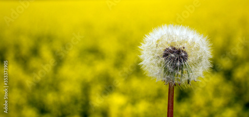 White dandelion against the background of a yellow field of rape. Peaceful nature. Beautiful background. Concept image.