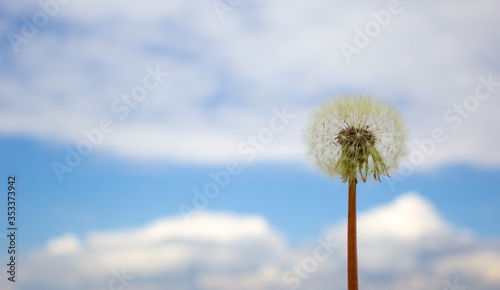 White dandelion against the blue sky. Peaceful nature. Beautiful background. Concept image. Copy space. © Dzmitry