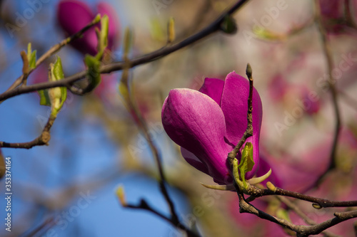 Wallpaper Mural Pink magnolia closeup on a branch. Flower buds. Torontodigital.ca