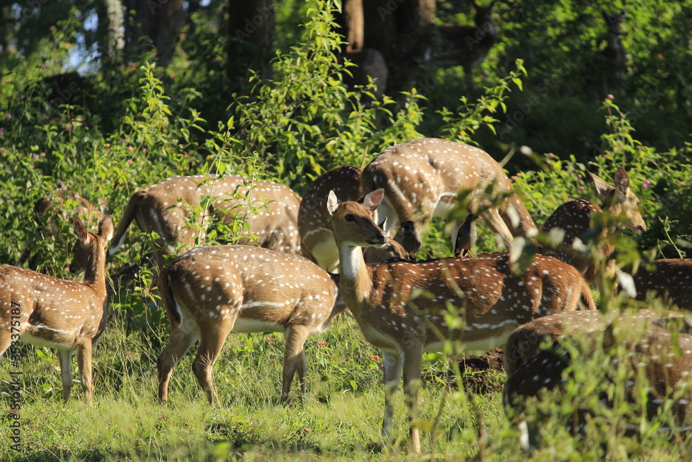 Wild deer walking in a forest, India Wild deer walking in a forest, India