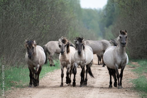 Fototapeta Naklejka Na Ścianę i Meble -  Herd of wild horses