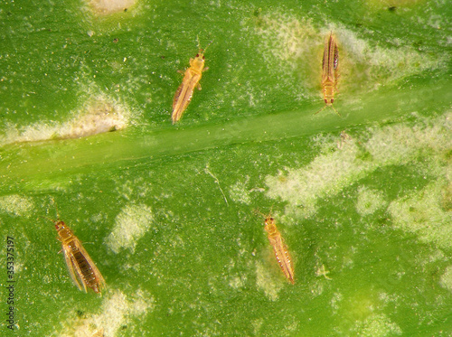 Western flower thrips, Frankliniella occidentali, (Thysanoptera: Thripidae) on the surface of spice leaf  photo