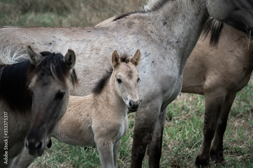 horses with foal in wildlife