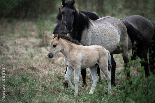 Foal with mother horse