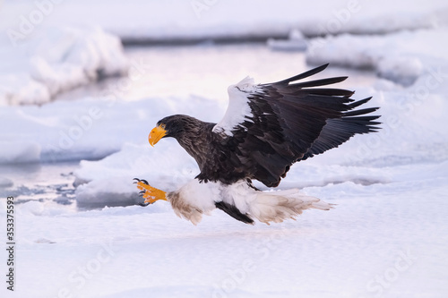 The Steller s sea eagle  Haliaeetus pelagicus  The bird is flying in beautiful artick winter environment Japan Hokkaido Wildlife scene from Asia nature. came from Kamtchatka..