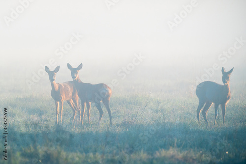 Deers in foggy morning