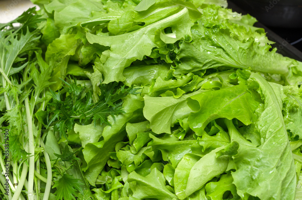 green and fresh lettuce, healthy food and vegetarianism green and fresh lettuce, healthy food and vegetarianism