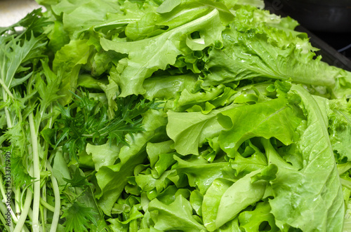 green and fresh lettuce, healthy food and vegetarianism