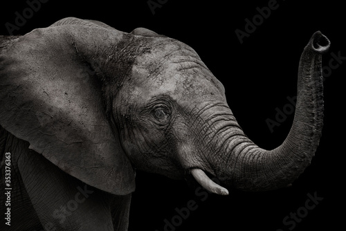 elephant head in profile in black and white with black background