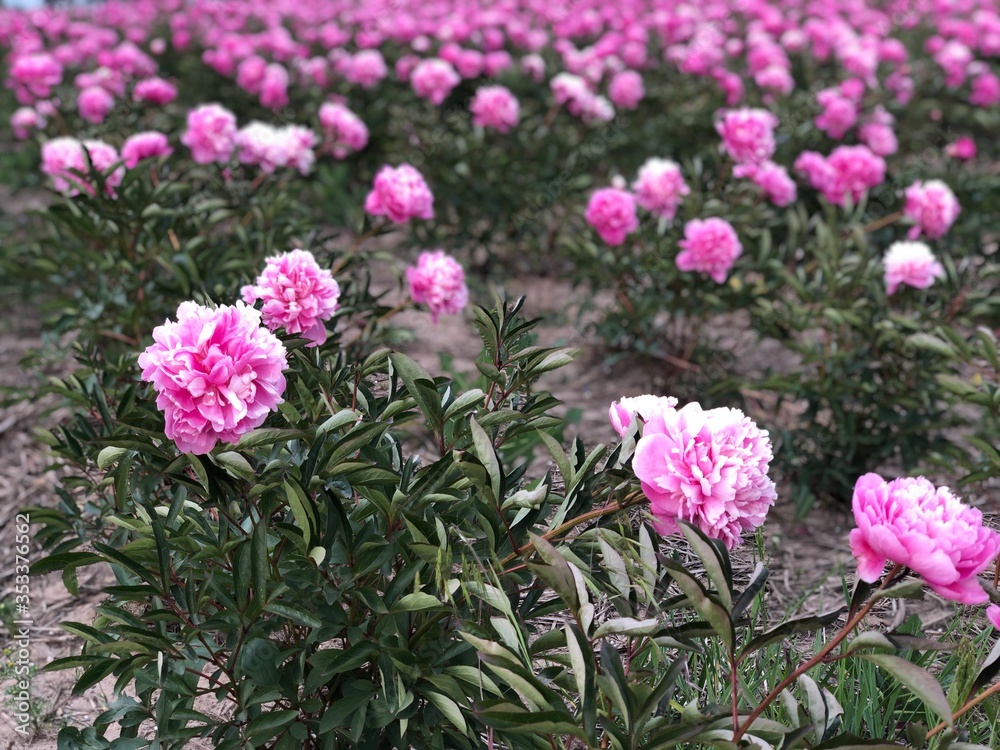 Fototapeta premium pink and white flowers