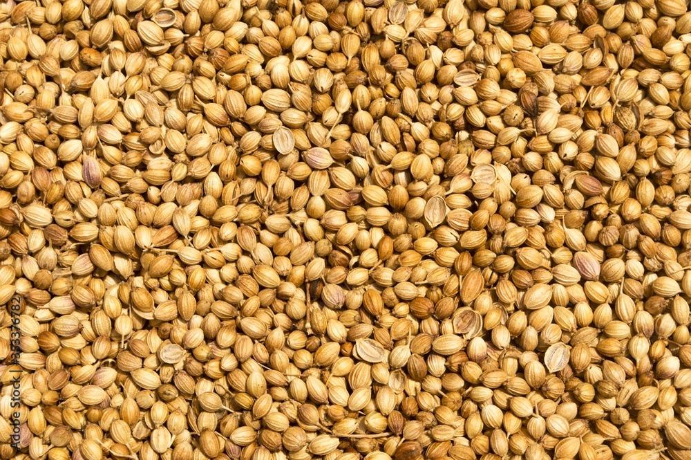 Close up view from top of coriander seeds Close up view from top of coriander seeds