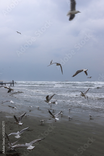 Seagulls at a beach