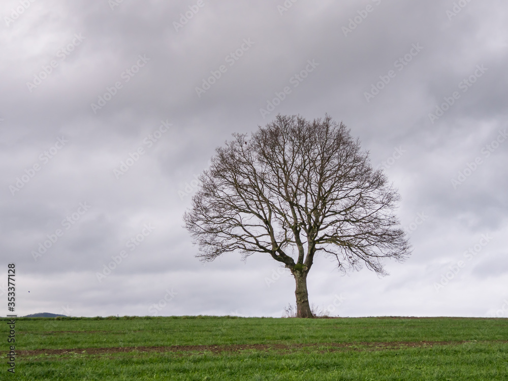 Obraz premium Baum Silhouette