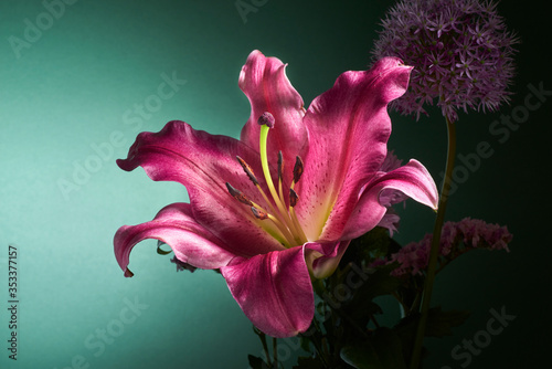 detail of lily flower in photo studio