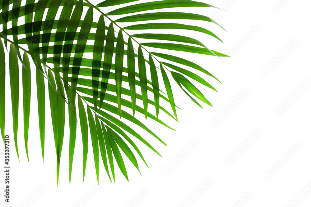 Fototapeta premium leaves of coconut or palm isolated on white background with clipping path for design elements, tropical leaf, summer background