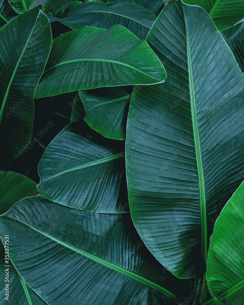 Obraz premium closeup nature view of banana leaf background, dark green wallpaper concept.