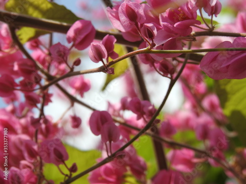 pink magnolia flowers