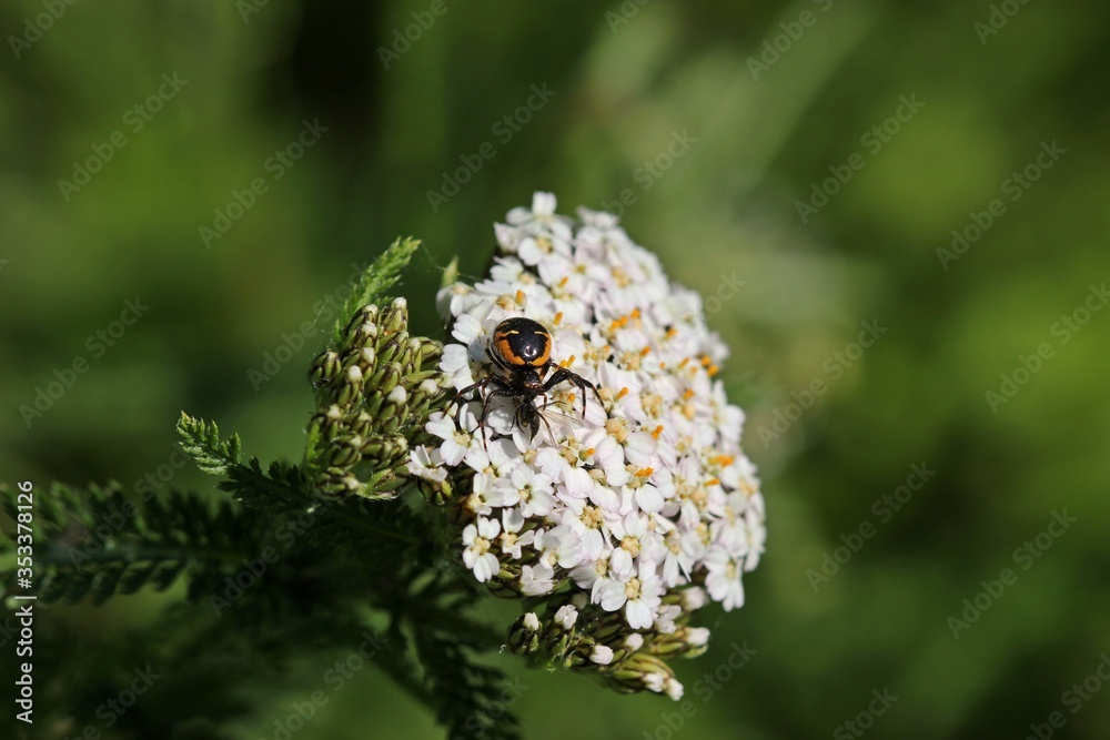 Südliche Glanz-Krabbenspinne (Synema globosum) Südliche Glanz-Krabbenspinne (Synema globosum)