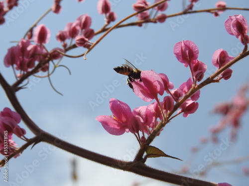 bees on pink flower