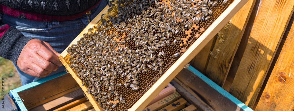A farmer on a bee apiary holds frames with wax honeycombs. Planned preparation for the collection of honey. A farmer on a bee apiary holds frames with wax honeycombs. Planned preparation for the collection of honey.