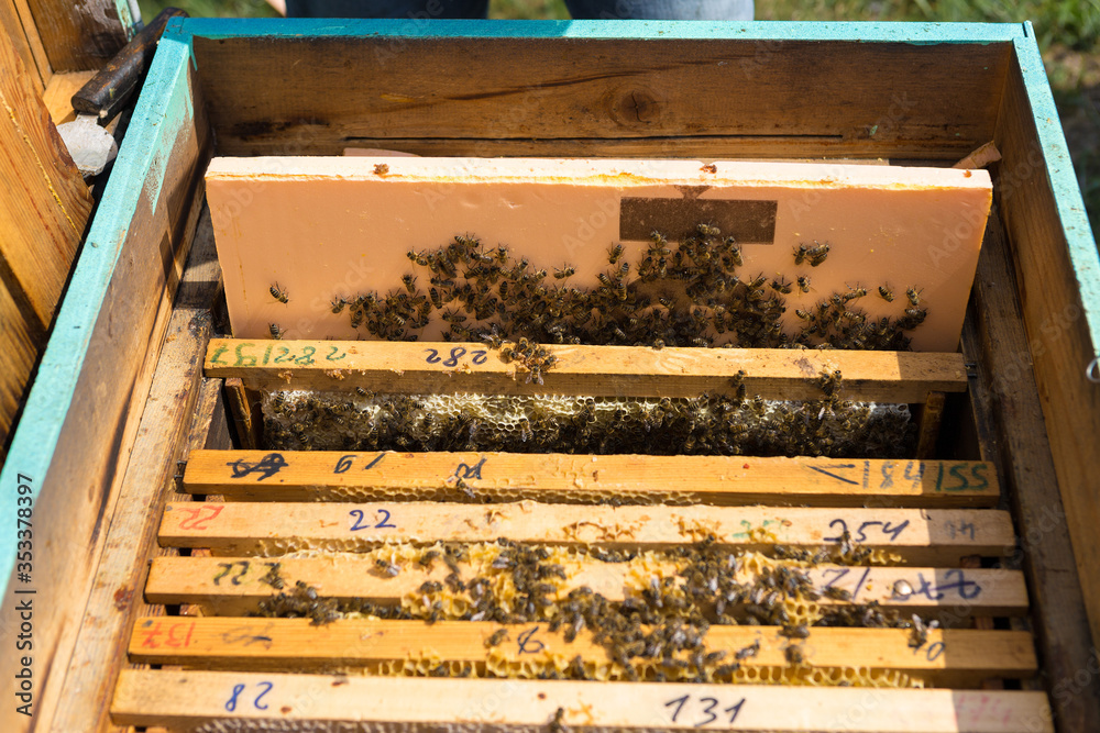 Closeup of a frame with a wax honeycomb of honey with bees on them. Apiary workflow. Closeup of a frame with a wax honeycomb of honey with bees on them. Apiary workflow.