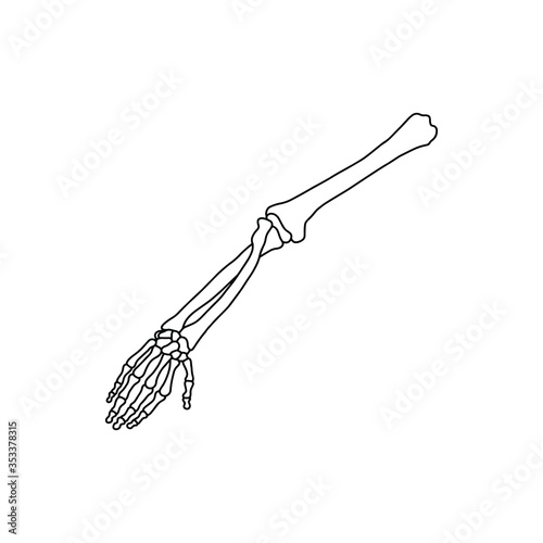 Bones of human hand, drawn by lines on white background. Vector Stock illustration.