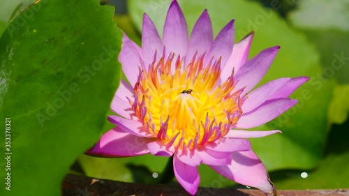 Beautiful lotus flower full bloom in lake  photo