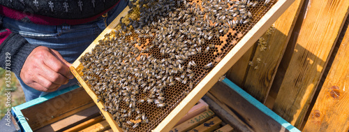 A farmer on a bee apiary holds frames with wax honeycombs. Planned preparation for the collection of honey.