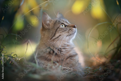 Canvas Print Gata