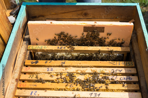 Closeup of a frame with a wax honeycomb of honey with bees on them. Apiary workflow.