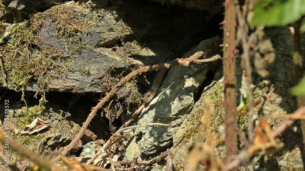 Blindschleiche (Anguis fragilis) kriecht aus ihrem Versteck in einer Trockenmauer Blindschleiche (Anguis fragilis) kriecht aus ihrem Versteck in einer Trockenmauer