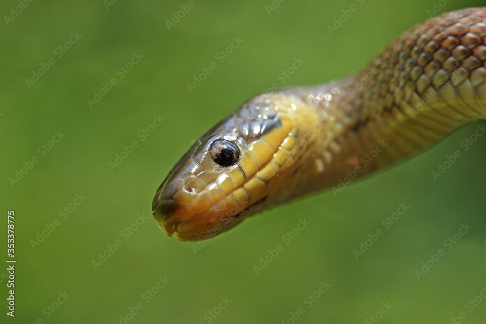 Subadulte Äskulapnatter (Zamenis longissimus) Subadulte Äskulapnatter (Zamenis longissimus)