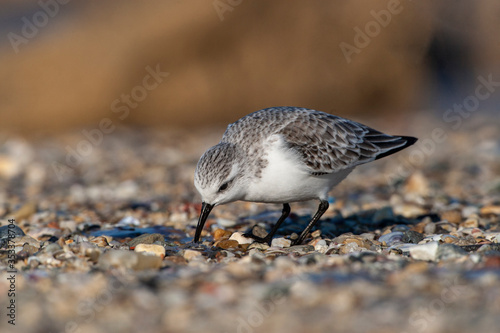 Sanderling (Calidris alba) doğal ortamlarında beslenir. photo