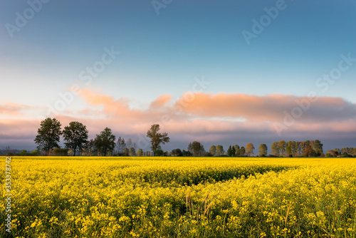 Rural view of the rapeseed field