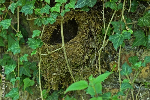 Nest eines Zaunkönigs (Troglodytes troglodytes) photo