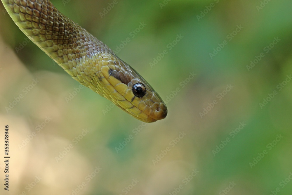 Fototapeta premium Subadulte Äskulapnatter (Zamenis longissimus)