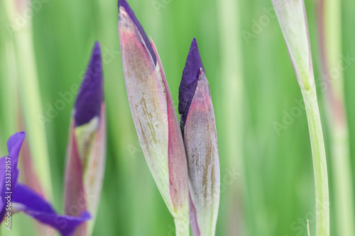 close up of several Japanese Iris blooms just before they open photo