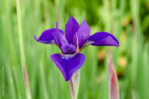 close up of a newly opened Japanese Iris blossom photo