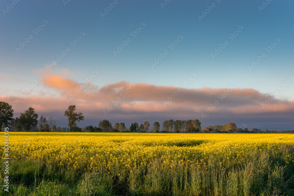 Obraz premium Rural view of the rapeseed field