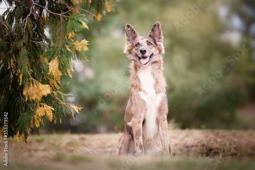 Foto perro mestizo