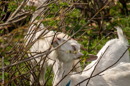 Goat close up throw branches
